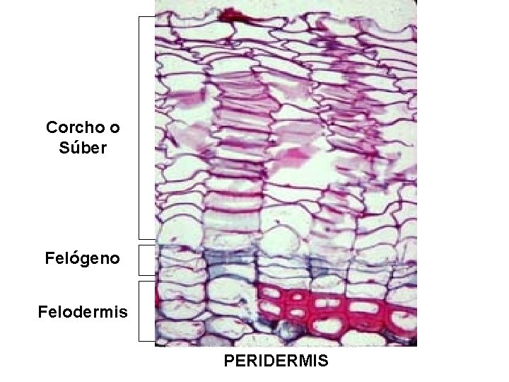 Corcho o Súber Felógeno Felodermis PERIDERMIS 