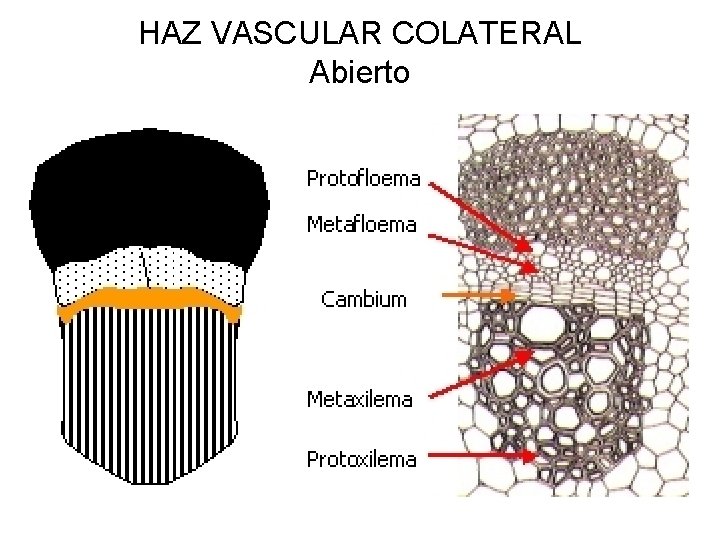 HAZ VASCULAR COLATERAL Abierto 