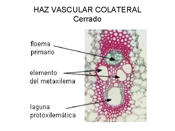 HAZ VASCULAR COLATERAL Cerrado 