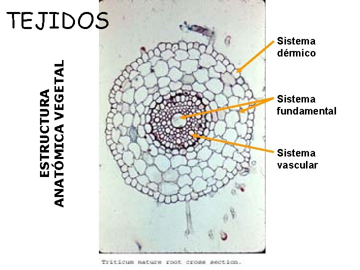 TEJIDOS ESTRUCTURA ANATÓMICA VEGETAL Sistema dérmico Sistema fundamental Sistema vascular 