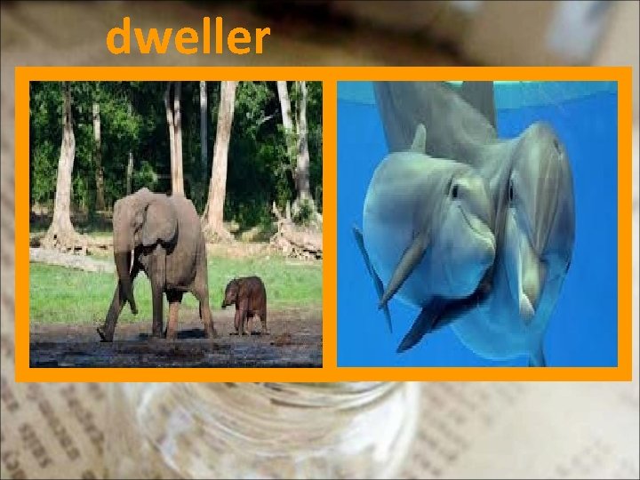 dweller 
