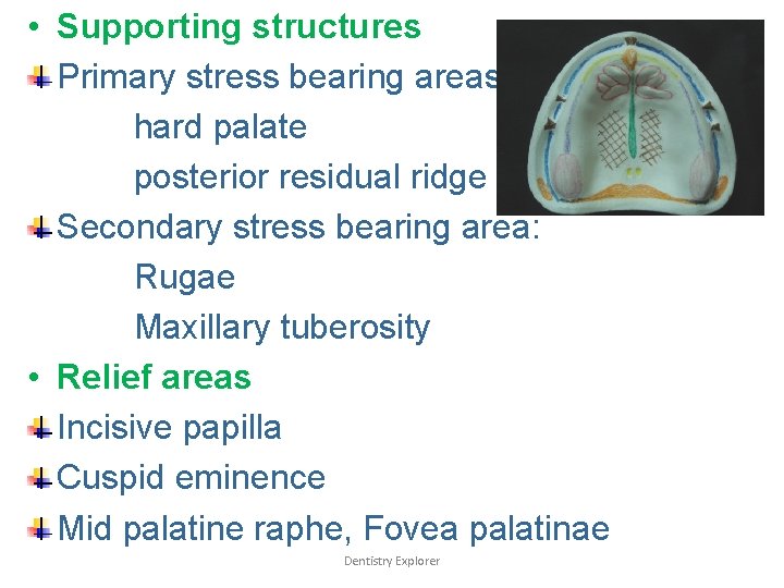  • Supporting structures Primary stress bearing areas; hard palate posterior residual ridge Secondary