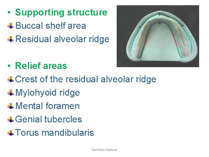  • Supporting structure Buccal shelf area Residual alveolar ridge • Relief areas Crest