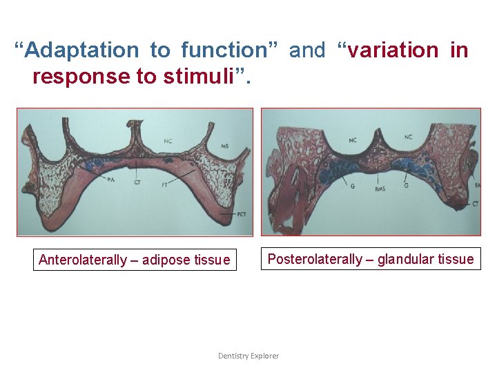 “Adaptation to function” and “variation in response to stimuli”. Anterolaterally – adipose tissue Posterolaterally