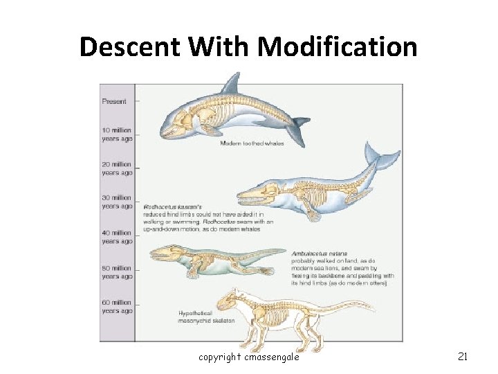 Descent With Modification copyright cmassengale 21 