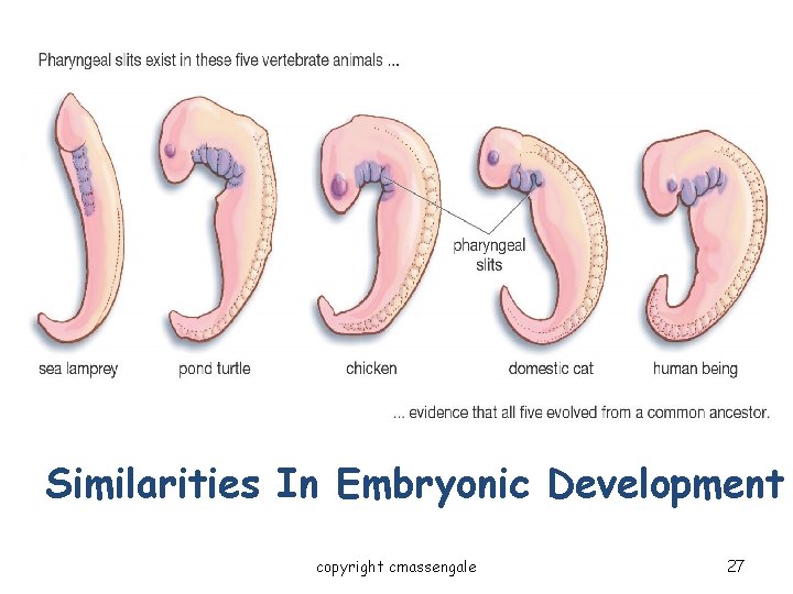 Evidence for Evolution - Comparative Embryology Similarities In Embryonic Development copyright cmassengale 27 