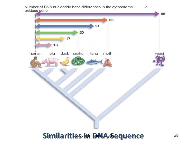 copyright cmassengale Similarities in DNA Sequence 28 