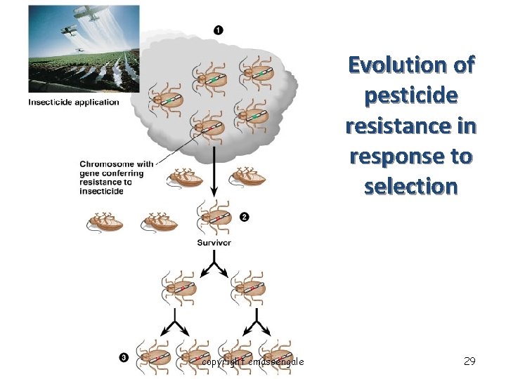 Evolution of pesticide resistance in response to selection copyright cmassengale 29 