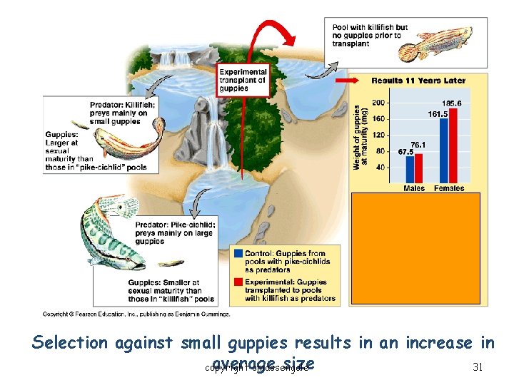 Evidence for Evolution – Evolution Observed Selection against small guppies results in an increase