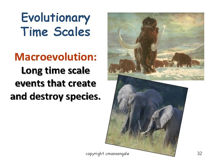 Evolutionary Time Scales Macroevolution: Long time scale events that create and destroy species. copyright