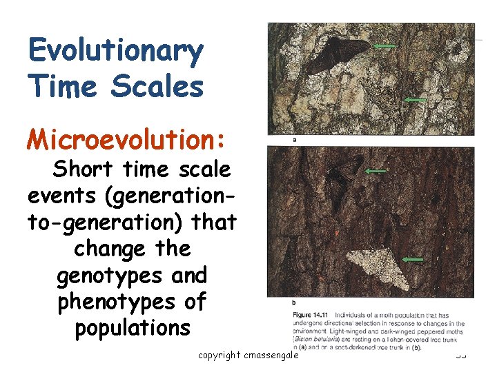 Evolutionary Time Scales Microevolution: Short time scale events (generationto-generation) that change the genotypes and