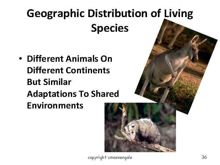 Geographic Distribution of Living Species • Different Animals On Different Continents But Similar Adaptations