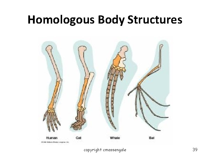 Homologous Body Structures copyright cmassengale 39 