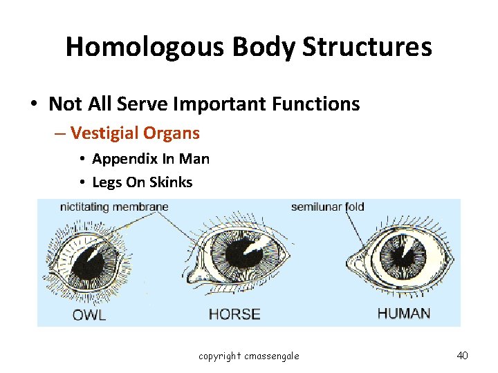 Homologous Body Structures • Not All Serve Important Functions – Vestigial Organs • Appendix