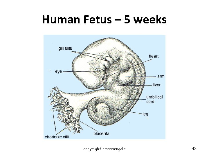 Human Fetus – 5 weeks copyright cmassengale 42 