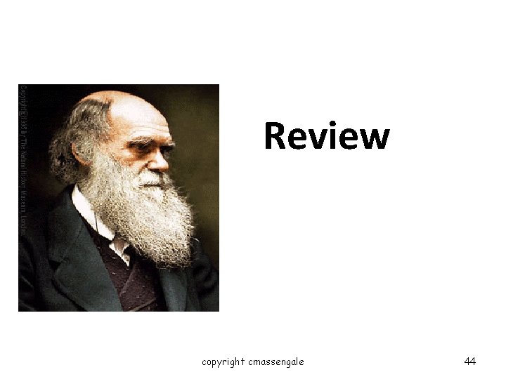 Review copyright cmassengale 44 