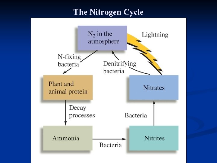 The Nitrogen Cycle 