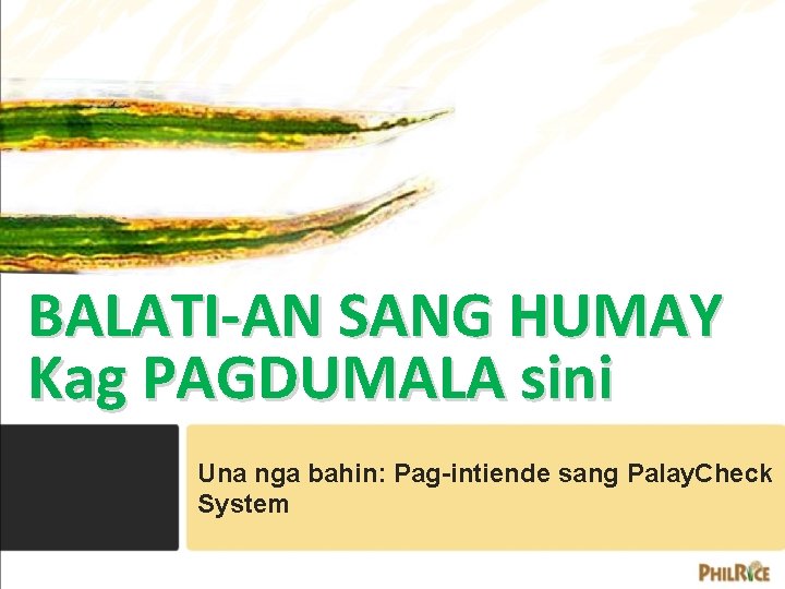 BALATI-AN SANG HUMAY Kag PAGDUMALA sini Una nga bahin: Pag-intiende sang Palay. Check System