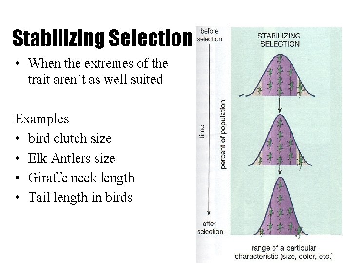 Stabilizing Selection • When the extremes of the trait aren’t as well suited Examples