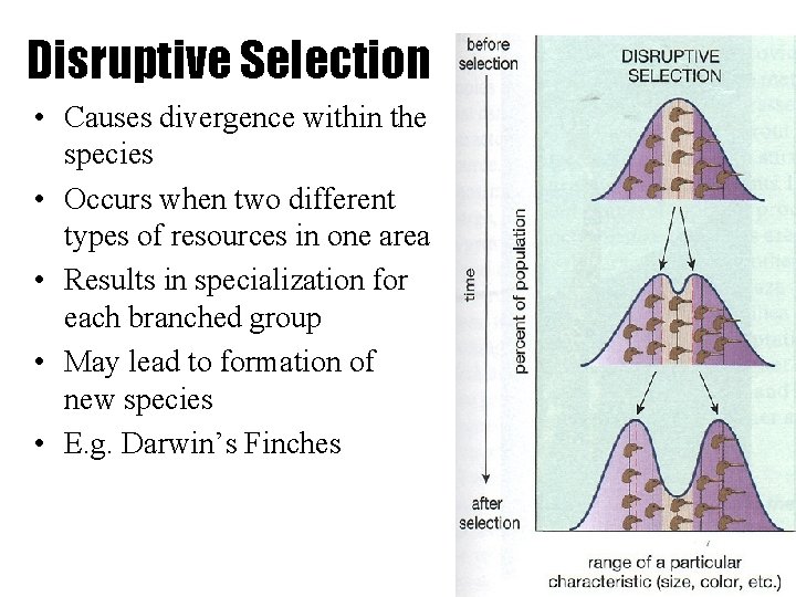 Disruptive Selection • Causes divergence within the species • Occurs when two different types