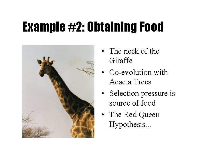 Example #2: Obtaining Food • The neck of the Giraffe • Co-evolution with Acacia