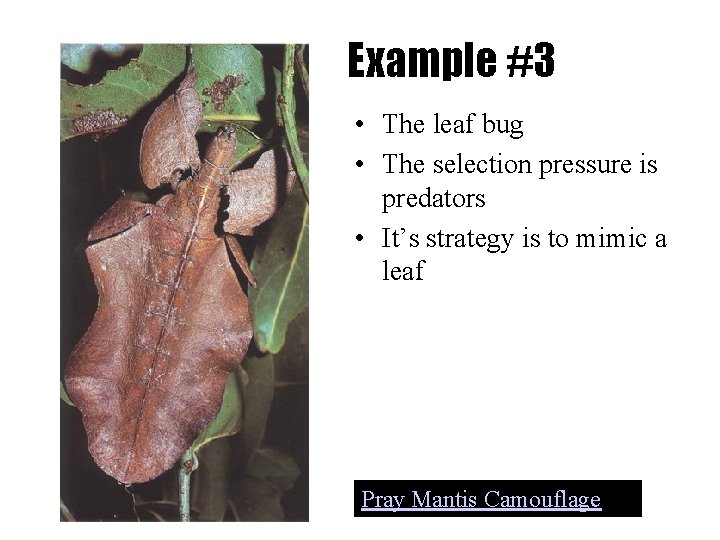 Example #3 • The leaf bug • The selection pressure is predators • It’s