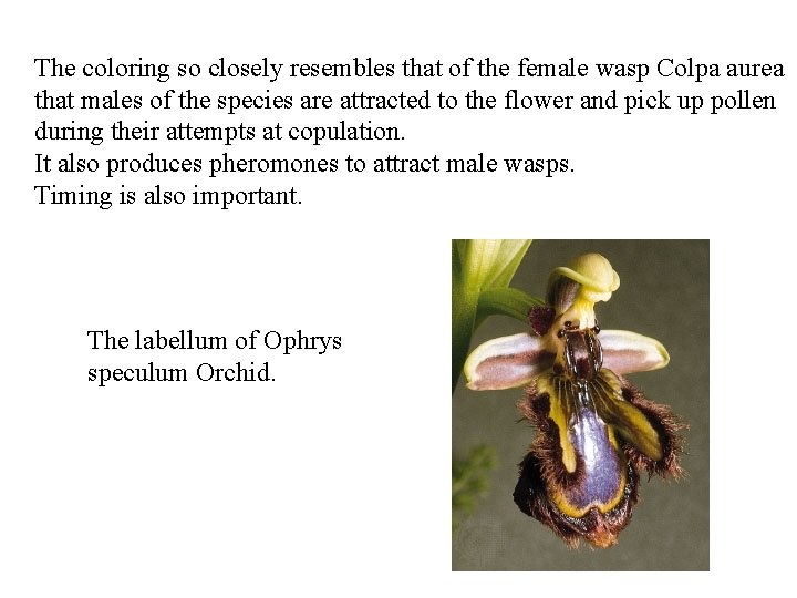 The coloring so closely resembles that of the female wasp Colpa aurea that males