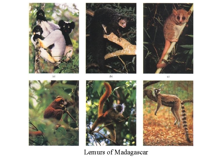 Lemurs of Madagascar 