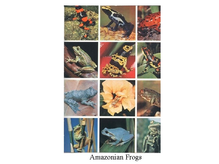 Amazonian Frogs 