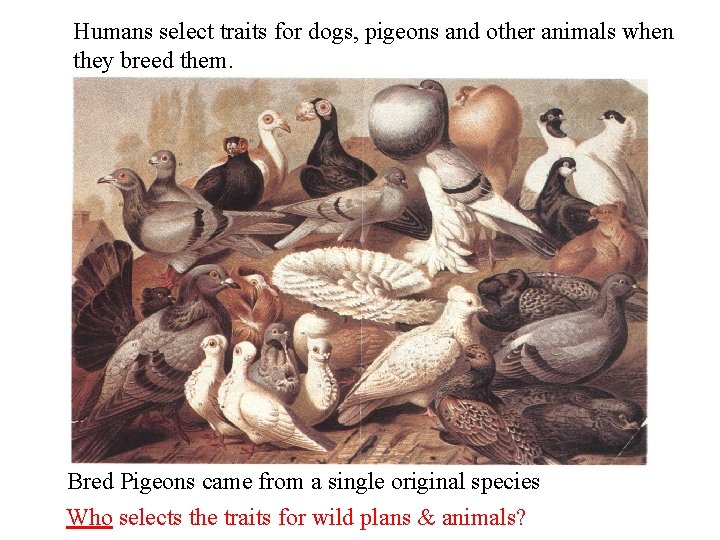 Humans select traits for dogs, pigeons and other animals when they breed them. Bred
