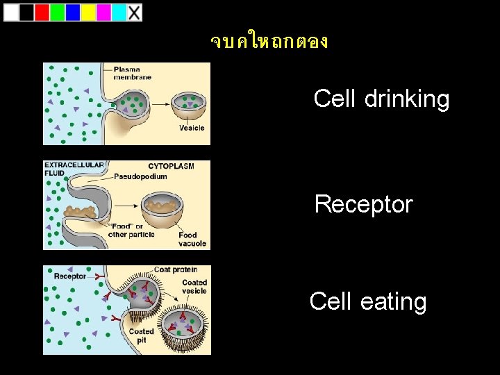จบคใหถกตอง Cell drinking Receptor Cell eating 