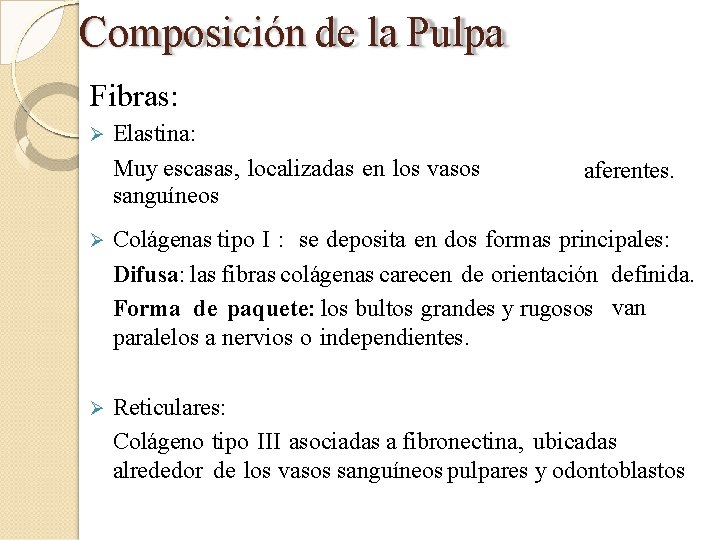 Composición de la Pulpa Fibras: Elastina: Muy escasas, localizadas en los vasos sanguíneos aferentes.