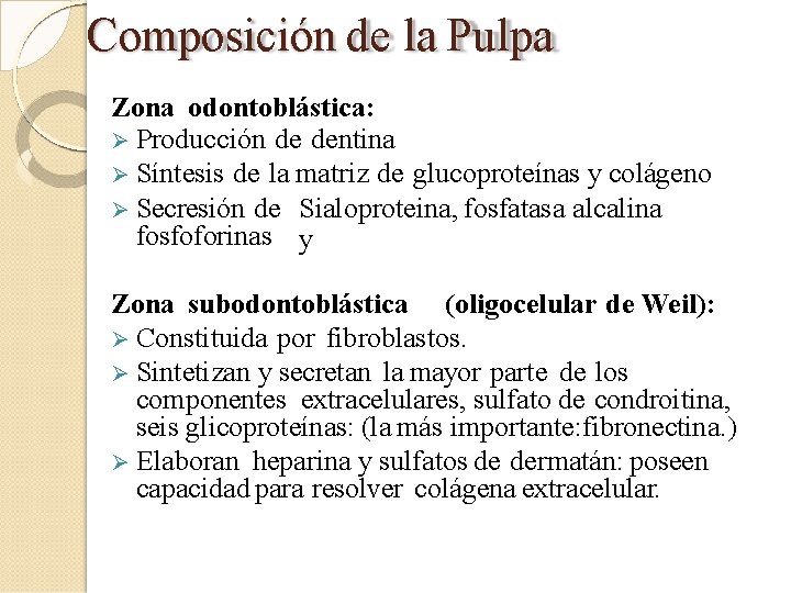 Composición de la Pulpa Zona odontoblástica: Producción de dentina Síntesis de la matriz de