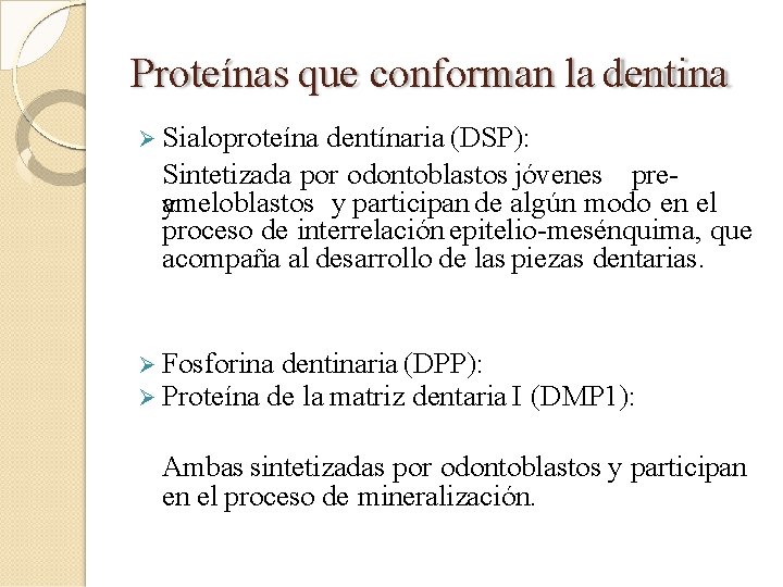 Proteínas que conforman la dentina Sialoproteína dentínaria (DSP): Sintetizada por odontoblastos jóvenes preameloblastos y