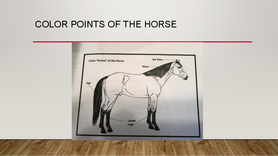 COLOR POINTS OF THE HORSE 