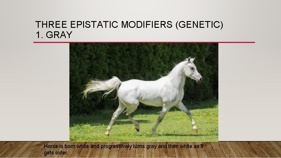 THREE EPISTATIC MODIFIERS (GENETIC) 1. GRAY Horse is born white and progressively turns gray