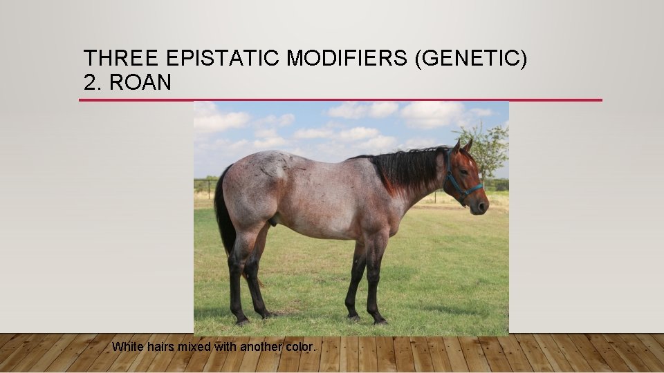THREE EPISTATIC MODIFIERS (GENETIC) 2. ROAN White hairs mixed with another color. 