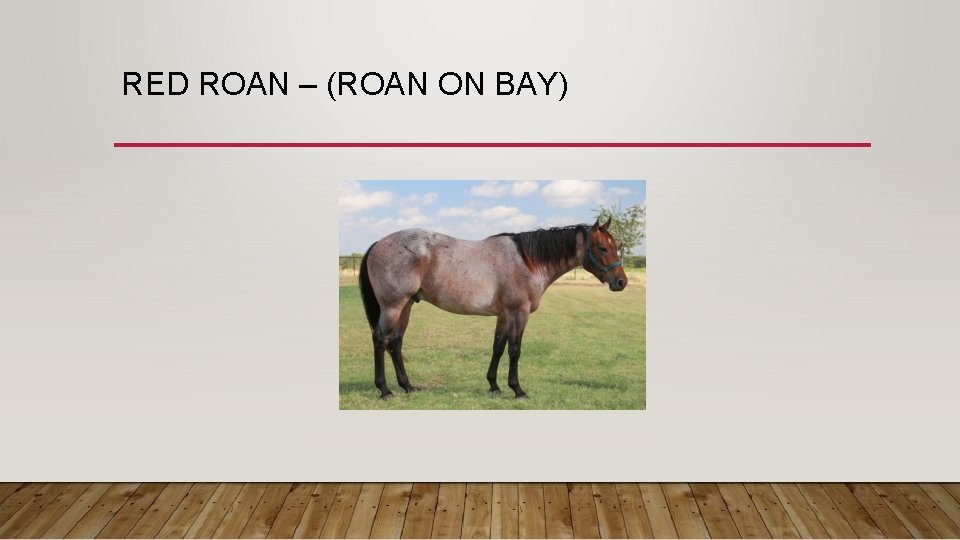 RED ROAN – (ROAN ON BAY) 