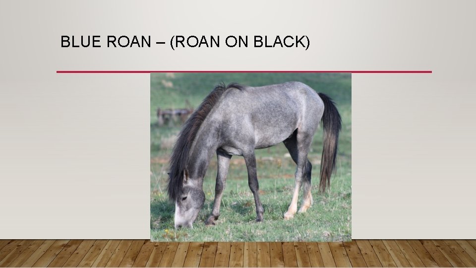 BLUE ROAN – (ROAN ON BLACK) 