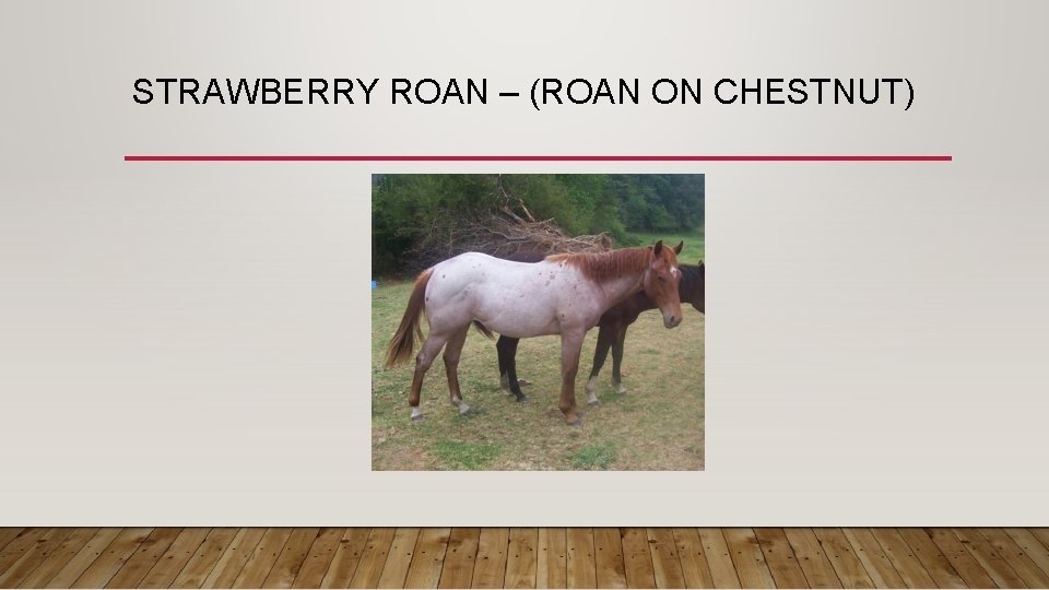 STRAWBERRY ROAN – (ROAN ON CHESTNUT) 