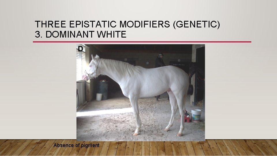 THREE EPISTATIC MODIFIERS (GENETIC) 3. DOMINANT WHITE Absence of pigment 