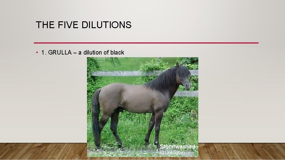 THE FIVE DILUTIONS • 1. GRULLA – a dilution of black 