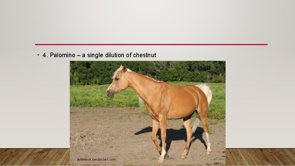  • 4. Palomino – a single dilution of chestnut 