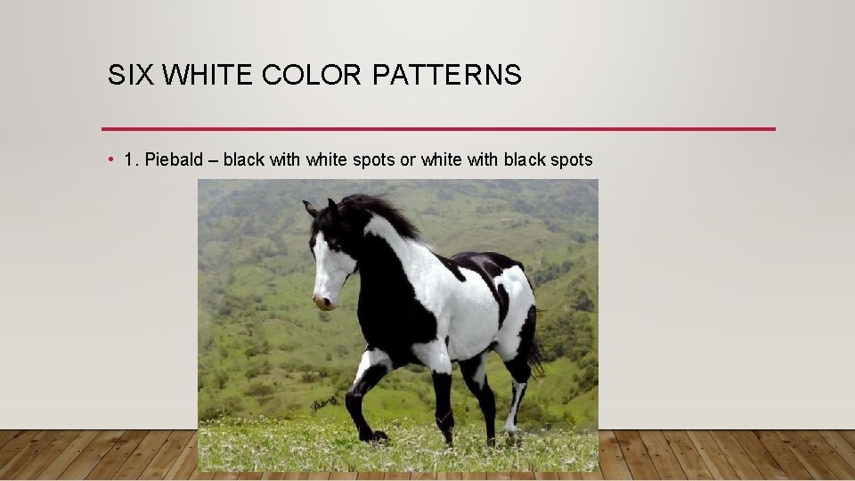 SIX WHITE COLOR PATTERNS • 1. Piebald – black with white spots or white