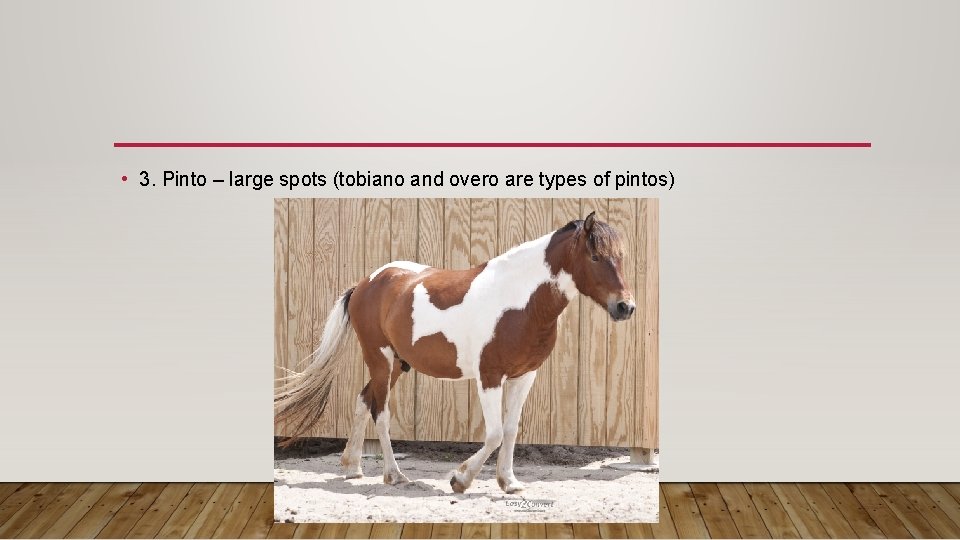  • 3. Pinto – large spots (tobiano and overo are types of pintos)