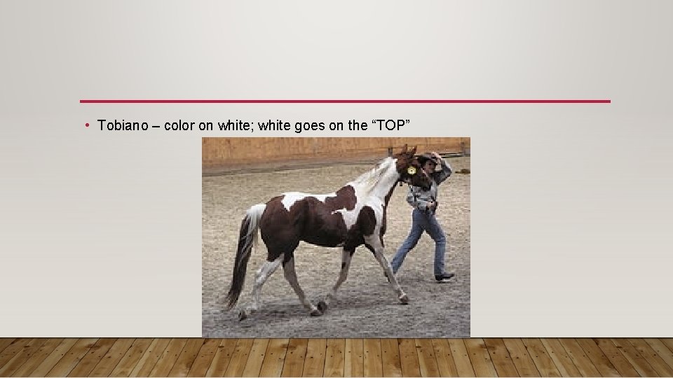  • Tobiano – color on white; white goes on the “TOP” 