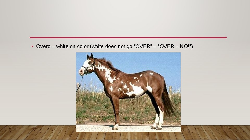  • Overo – white on color (white does not go “OVER” – “OVER