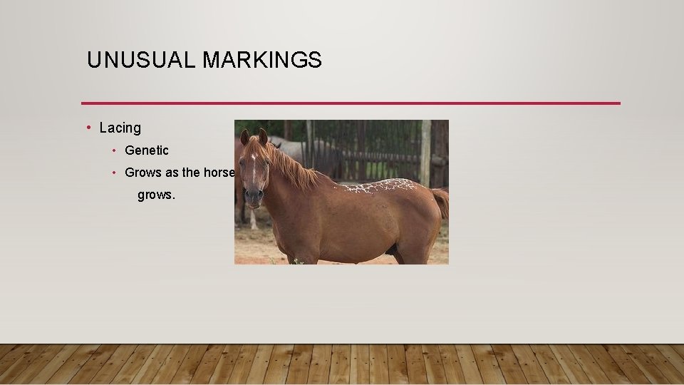 UNUSUAL MARKINGS • Lacing • Genetic • Grows as the horse grows. 