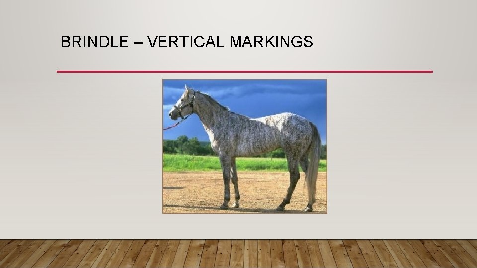 BRINDLE – VERTICAL MARKINGS 