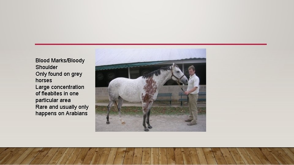 Blood Marks/Bloody Shoulder Only found on grey horses Large concentration of fleabites in one